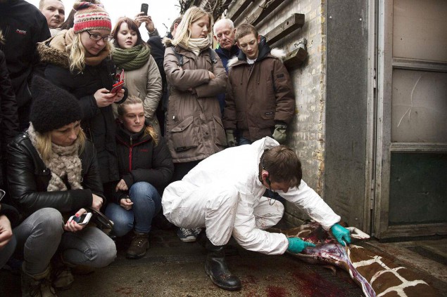 marius_murder_17