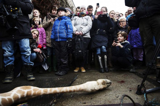 marius_murder_18