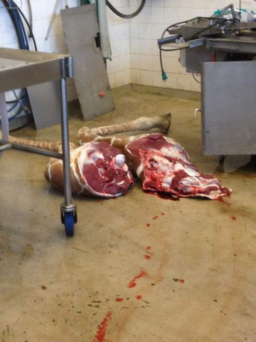marius_murder_4