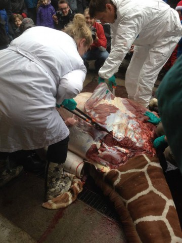 marius_murder_5